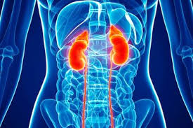 Kidney Therapy